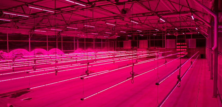 飞利浦与美大学合作植物LED照明专案  你赶上LED大潮了吗