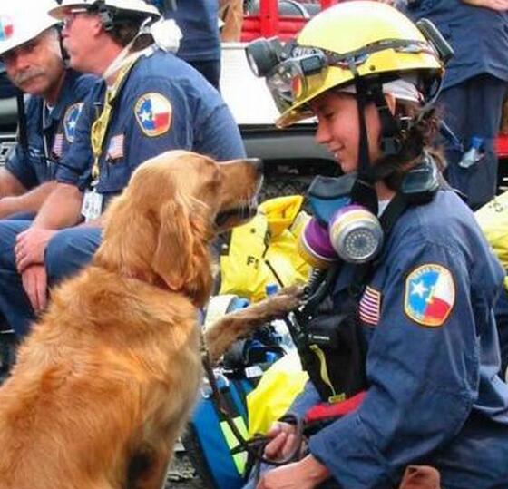 911搜救犬安乐死 消防员送行受英雄般欢迎